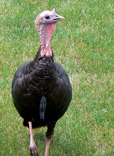 Washington Post: Bankers Making Turkeys out of Taxpayers